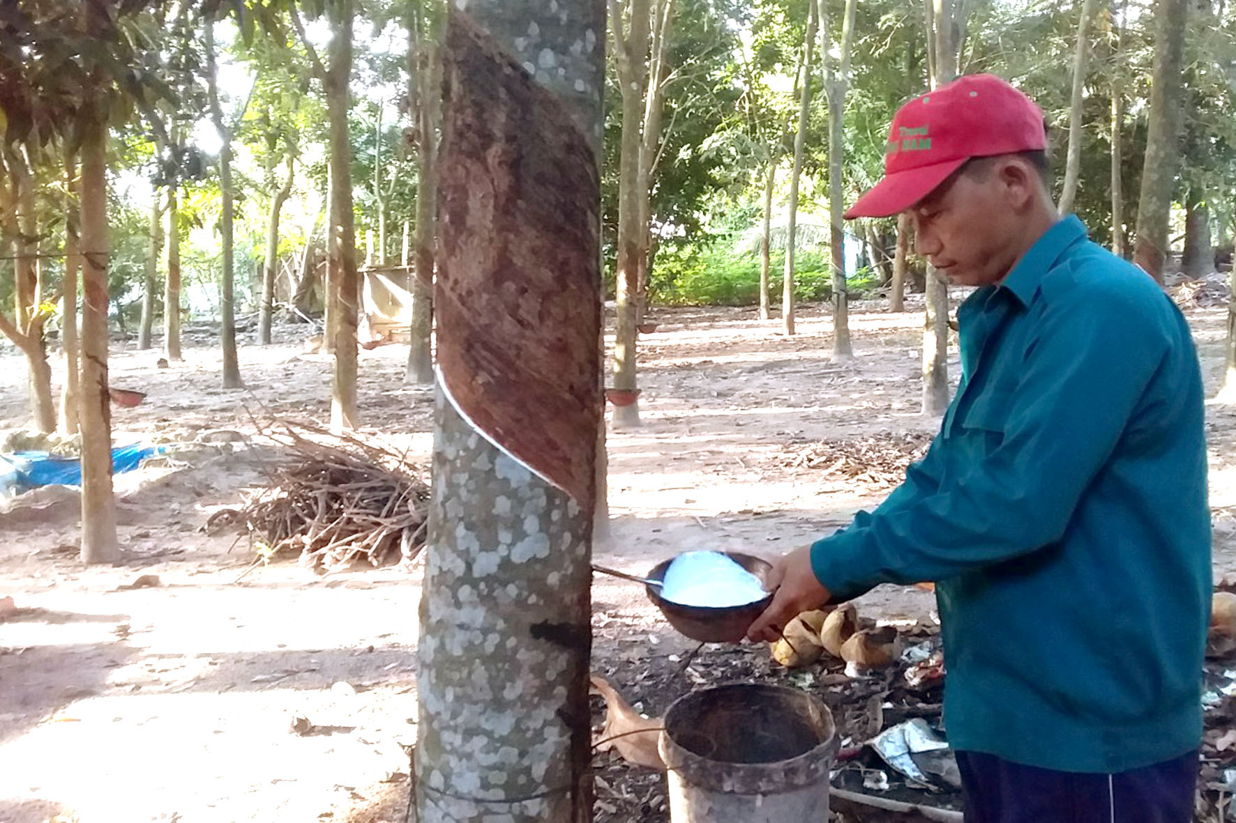 Đồng chí Nguyễn Minh Thương đang thu hoạch mủ cao su xung quanh nhà vào lúc 6 giờ sáng.jpg